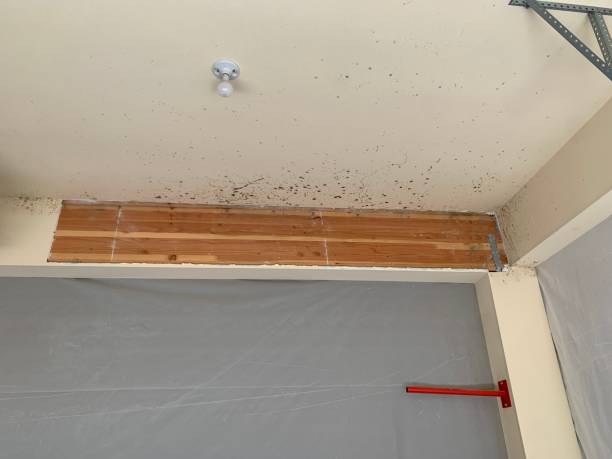 Forensic Mold Investigation in East Washington, PA